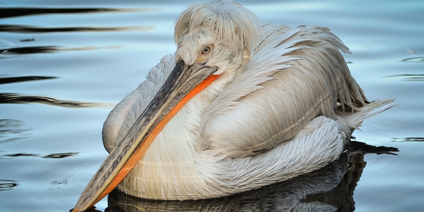 Dalmatian pelican floats on calm water, silvery‑white plumage, elegant large waterbird.