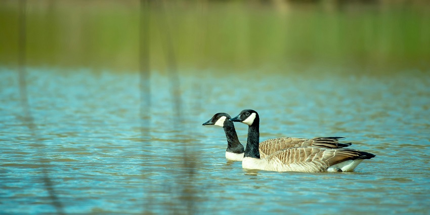 A picture of Soor Sarovar Sanctuary, one of the top places to visit in Uttar Pradesh.