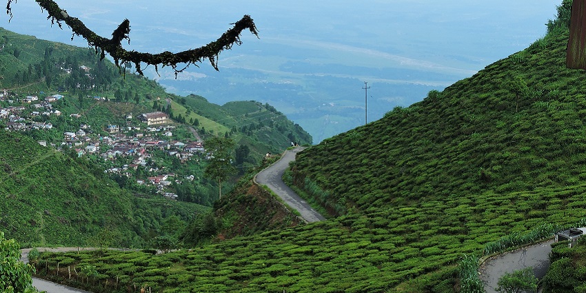 Experience tea culture up close at Soureni, an offbeat place near Kurseong.