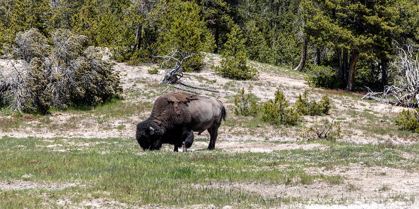 A beautiful picture of Bison Wells wildlife, highlighting its lush green vegetation around.