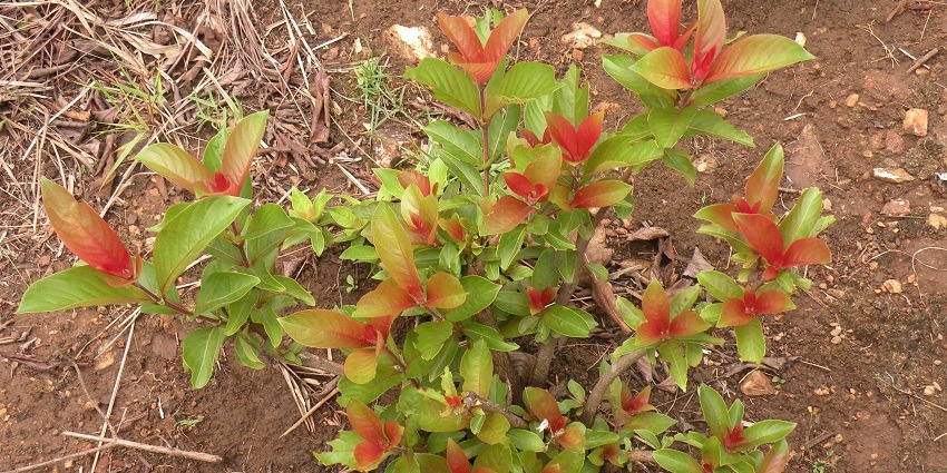 An image of the variety of vegetation in the Brahmagiri Wildlife Sanctuary.