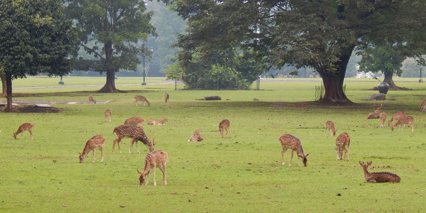 View of many deers inside the Deer Park, exploring this gem is a must thing to do in Yercaud for wildlife enthusiasts.