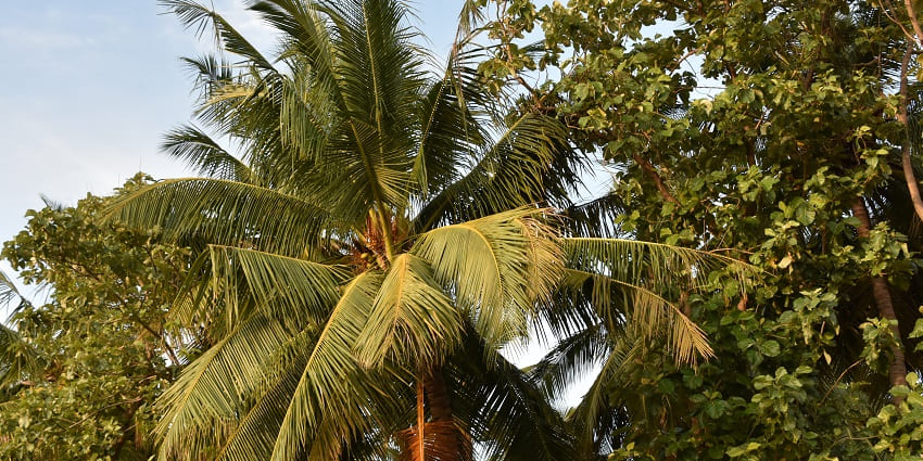 Outside of Paradise Resort courtyard with palm trees and other variety of green trees.