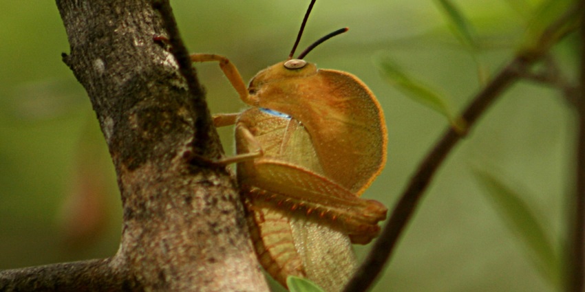 Watch hooded grasshoppers at the Sri Lankamalleswara Wildlife Sanctuary in Andhra Pradesh