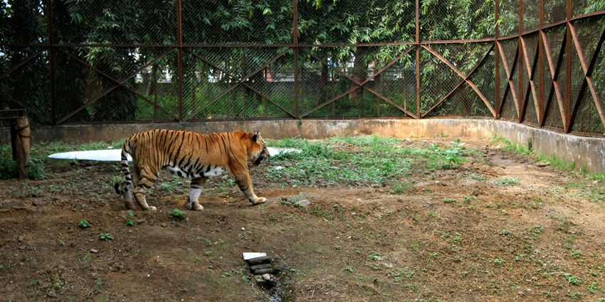 View of a tiger roaming around in Gorakhpur Zoo, one of the ideal spots for wildlife lovers.
