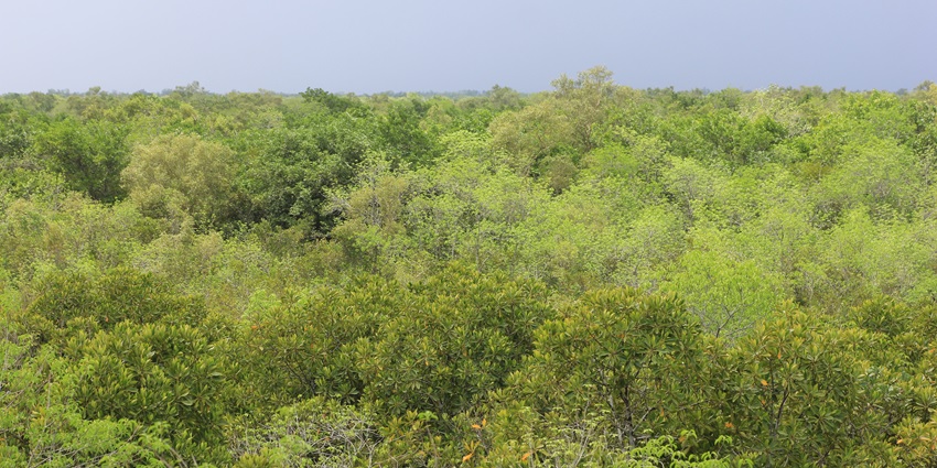 Lush greenery around Sudhanyakhali, a place to visit in Sundarban