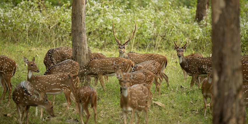 A stag standing among chital deer in a dense forest, a famous place near Katarniaghat Wildlife Sanctuary.