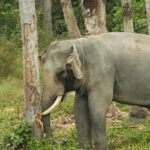 An image of a grey elephant walking on green grass in Suhelwa Wildlife Sanctuary