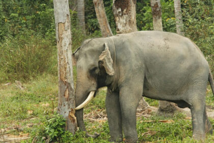 An image of a grey elephant walking on green grass in Suhelwa Wildlife Sanctuary