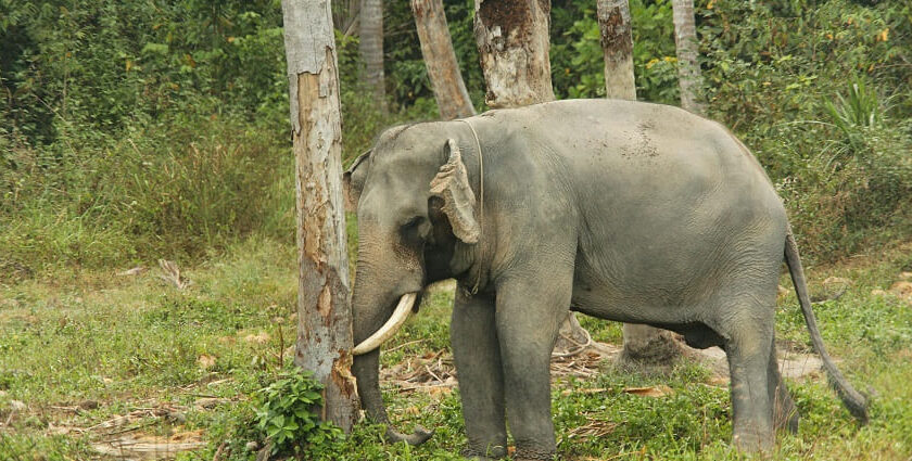 An image of a grey elephant walking on green grass in Suhelwa Wildlife Sanctuary