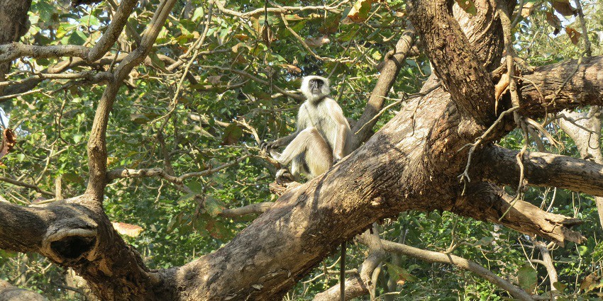 A langur enjoying on the tree of a wildlife sanctuary in Uttar Pradesh
