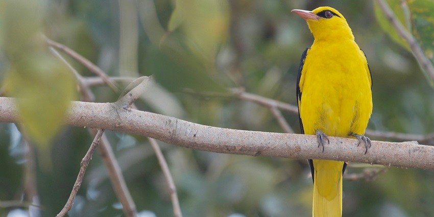 A bird at the Sultanpur National Park, one of the top places to visit near Rohtak.