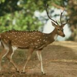 Serene view of Sunderban Huts and the beautiful deer walking-places to visit in sundarbans