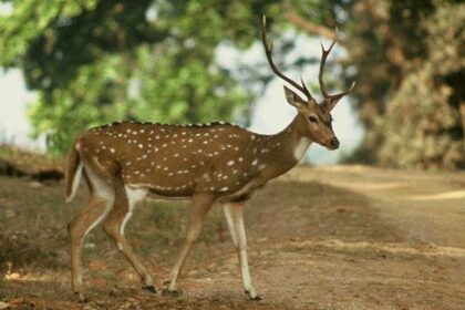 Serene view of Sunderban Huts and the beautiful deer walking-places to visit in sundarbans