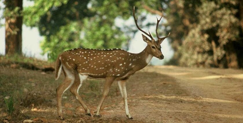 Serene view of Sunderban Huts and the beautiful deer walking-places to visit in sundarbans