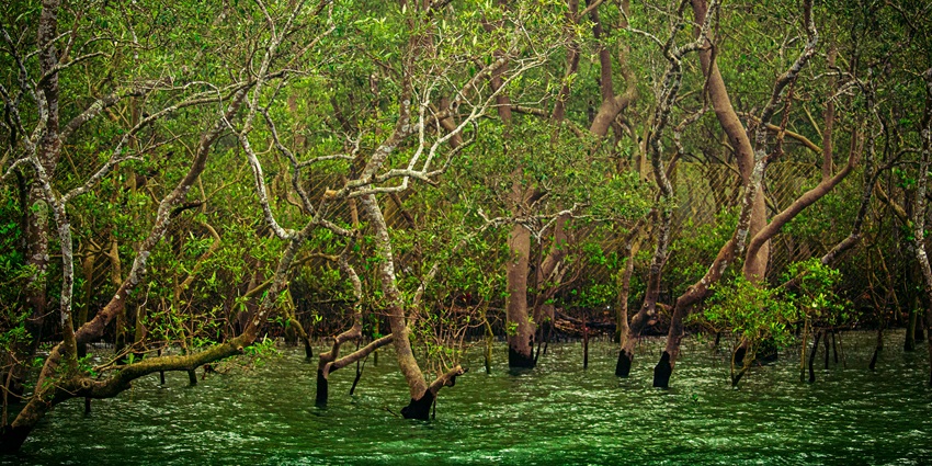 Enjoy boating at Mangrove Forest which is one of the offbeat places in West Bengal.