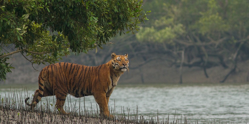 A tiger at Sundarbans, a unique ecosystem and wonder to explore.