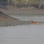 A picture of a tiger swimming in a water body at the Sundarbans, with mangroves in the background