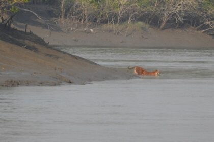 A picture of a tiger swimming in a water body at the Sundarbans, with mangroves in the background