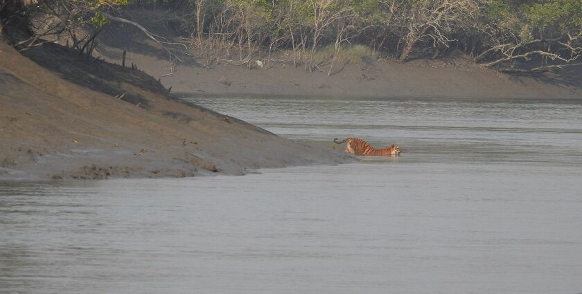 A picture of a tiger swimming in a water body at the Sundarbans, with mangroves in the background