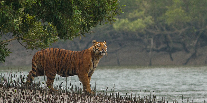 Explore the Sundarbans, the world's largest mangrove forest in West Bengal.