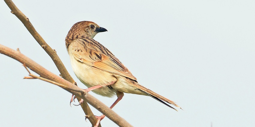 Spot varieties of birds at one of the Noida’s picnic places.
