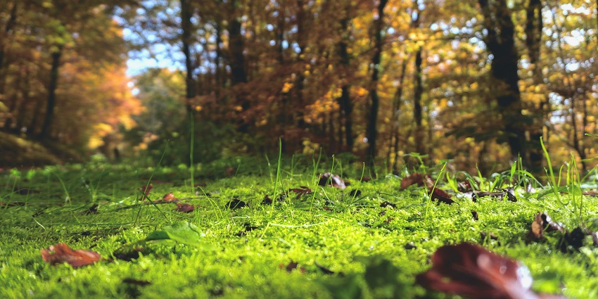 Sutan Forest offers peaceful trails for birdwatching and a spectacular experience.
