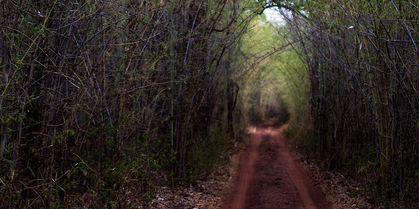 A picture of Tadoba-Andhari which is very famous for its jungle safari in Nagpur.