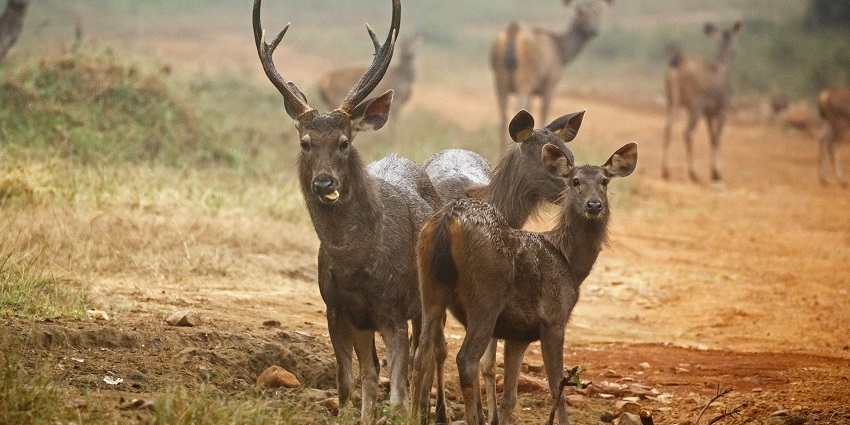A picture of the enclosures at Tadoba Andhari Tiger Reserve, home to tigers and leopards