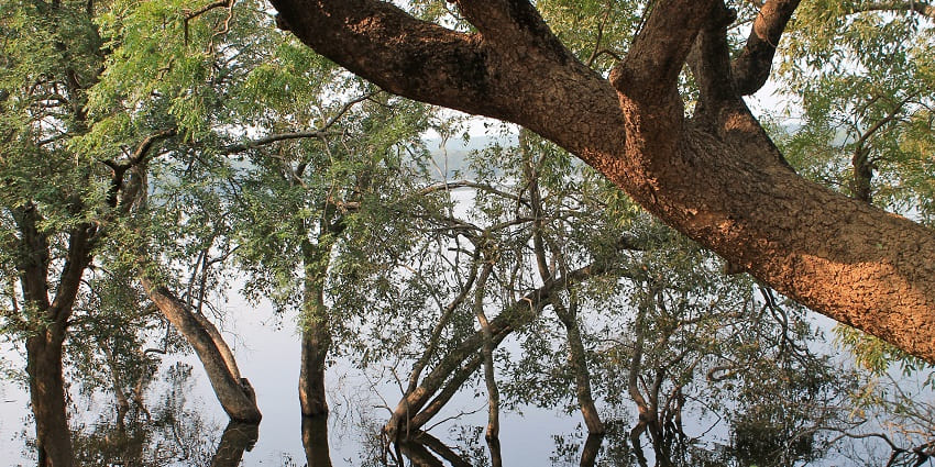 A picture of Tadoba that is very perfect for an unforgettable jungle safari in Maharashtra.