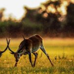 An image of two antelopes in the Tadoba Jungle Safari, showcasing diverse wildlife