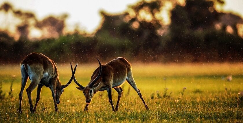 An image of two antelopes in the Tadoba Jungle Safari, showcasing diverse wildlife