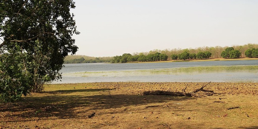 A scenic view of lush green landscapes in Tadoba, showcasing the rich biodiversity of the wildlife sanctuary.