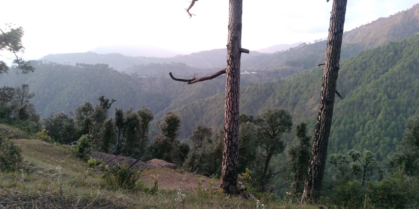 Serene forest trails ideal for nature lovers.