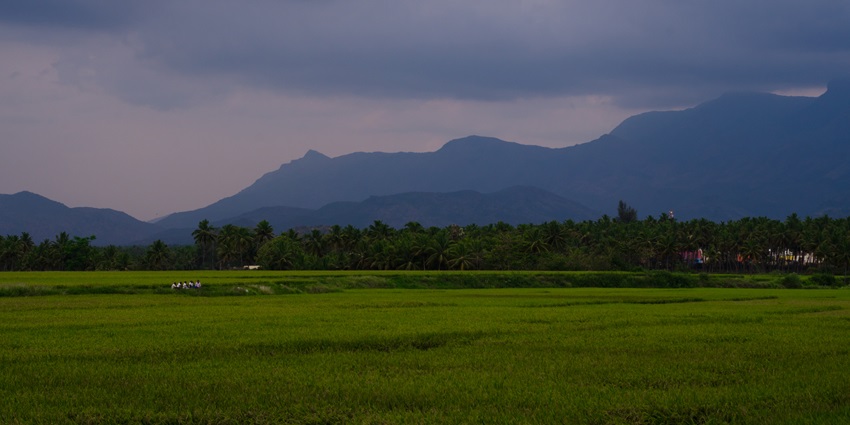 Rice fields at Cumbum valley in Theni, visiting here is one of the things to do in Theni