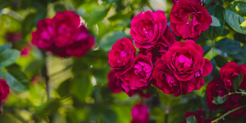 Beautiful Rose Garden with vibrant blooms, winding pathways, and lush greenery