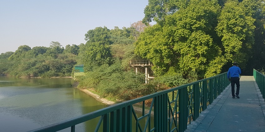 A bridge over the lake in amidst the dense forest in a wildlife conservation park