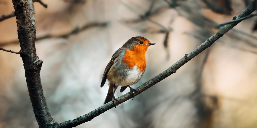 Nature walks and birdwatching are one of the best activities.