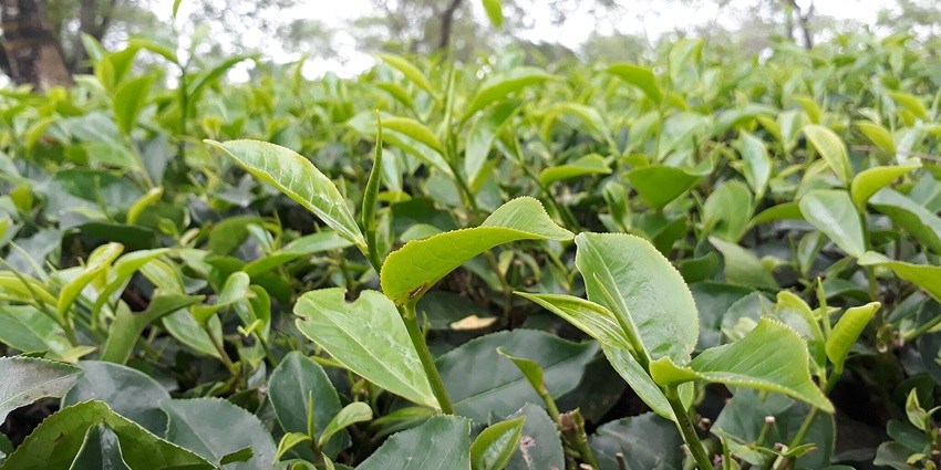 Explore these refreshing Tea Estates among things to do in Siliguri.
