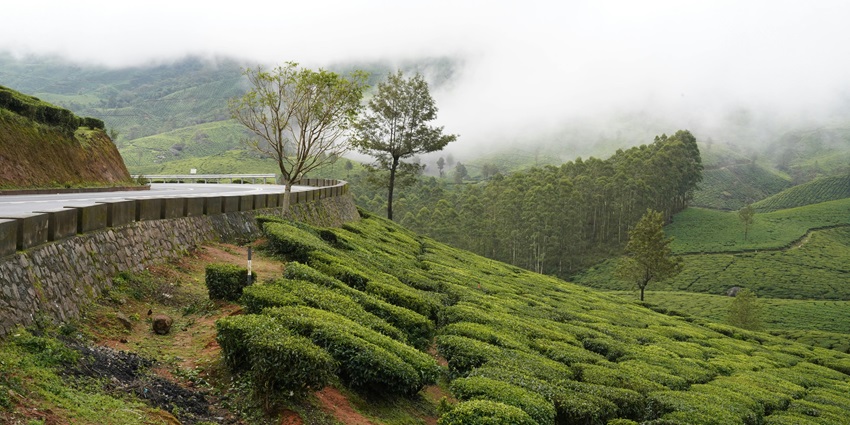 A picture of the lush tea gardens, which is one of the places to visit in Coonoor.