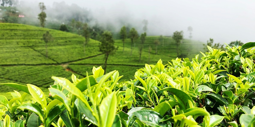 A view of the sprawling tea museum, one of the top places to visit in Ooty in April.