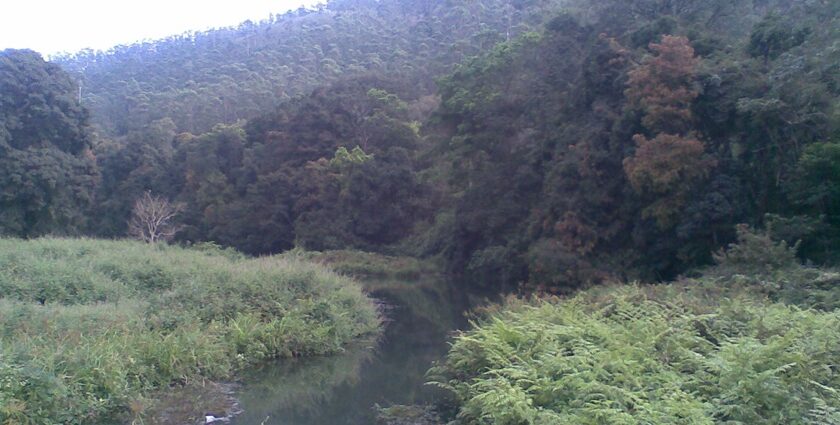 An image of Periyar Lake with misty hills in the background, Kerala.