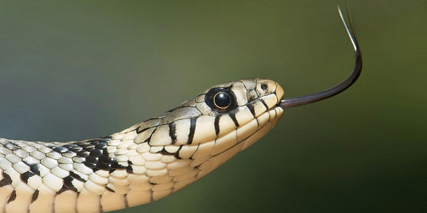 A close-up picture of the white and black snake at Chennai Snake Park Trust.