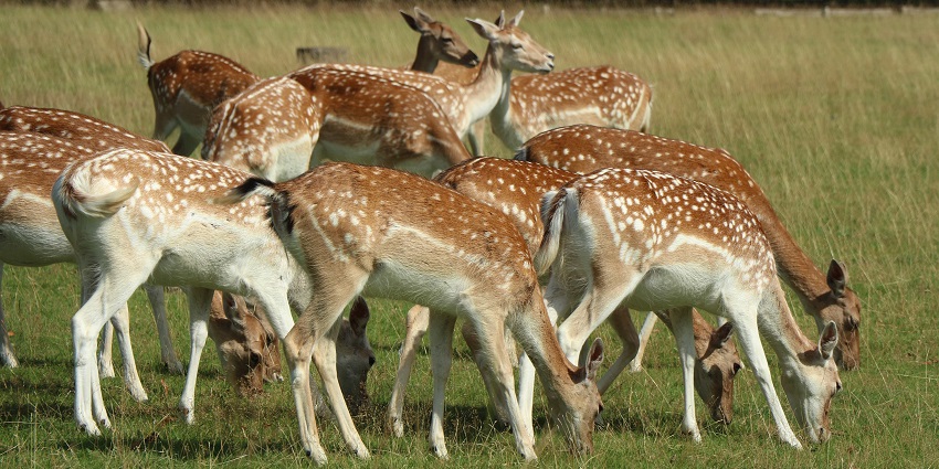 Explore Deer Park, a delightful refuge that offers a wonderful sight of deer species.