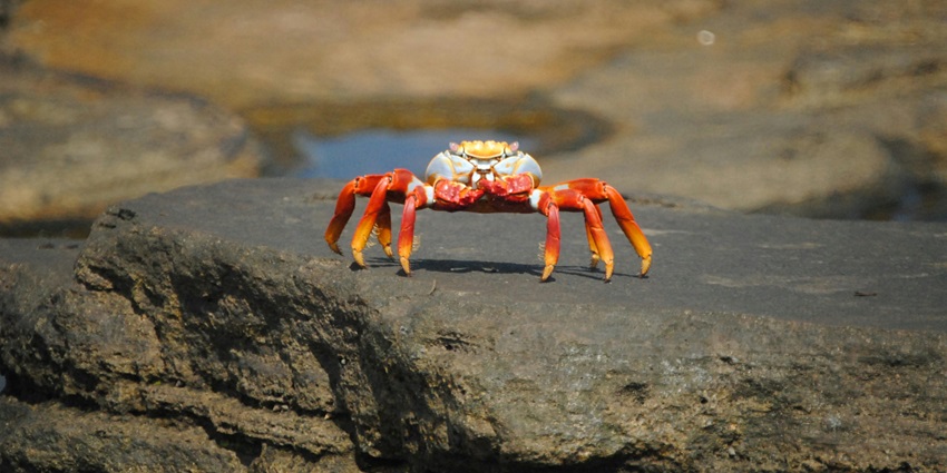 Image of Red Crab on Rock you will find it around The Delta, mandarmani - places to visit in Mandarmani