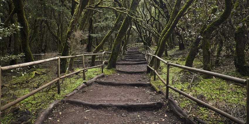 Mysterious forests in Uttarakhand, known for spooky tales and nature walks.