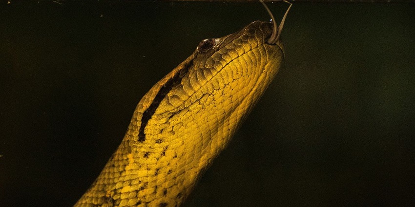 Face of an anaconda inside the Madras Crocodile Bank Trust and Centre for Herpetology.