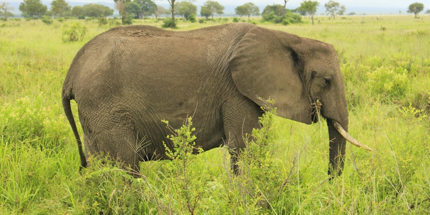 Wildlife camp offering close encounters with majestic elephants