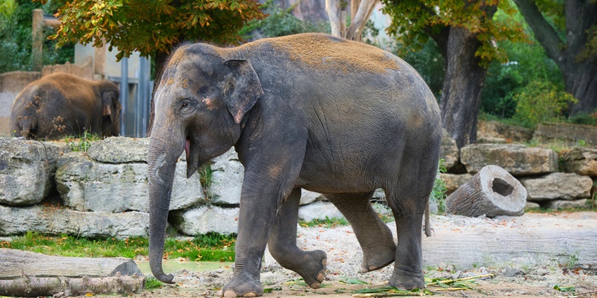 An image of Theppakadu Elephant Camp along with an elephant pacing in a zoo.