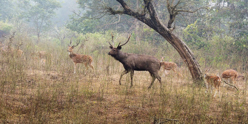 Spot wildlife on an exciting safari at Chilla Wildlife Sanctuary